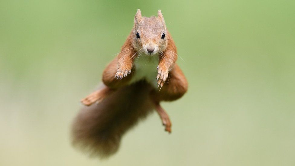 Squirrel Flying