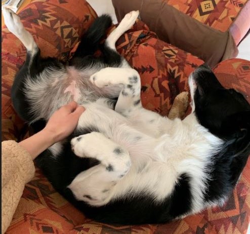 Dog getting belly rub