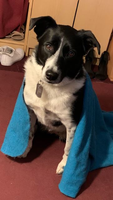 Dog wearing blanket