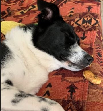 Dog with potato