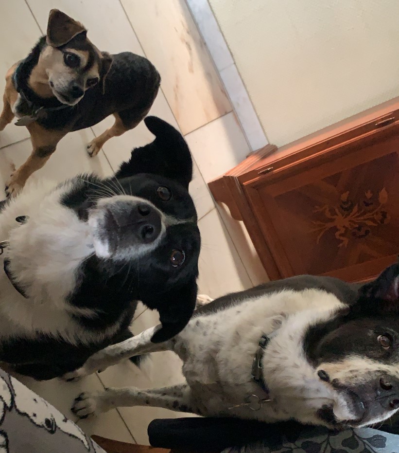 Three dogs