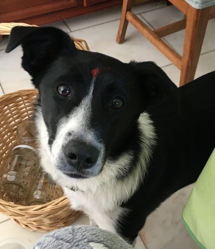 Border Collie Pup